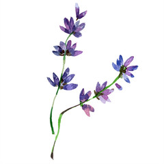 Fototapeta na wymiar Purple lavender. Floral botanical flower. Watercolor background illustration set isolated.