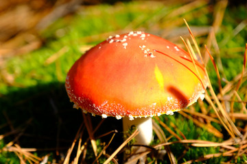 Amanita Muscaria, poisonous mushroom. Photo has been taken in the natural forest background