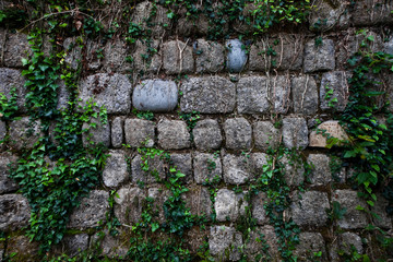 Ancient wall of gray stones entwined with green ivy.