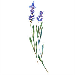 Naklejka na ściany i meble Purple lavender. Floral botanical flower. Watercolor background illustration set isolated.