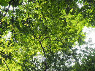 Fototapeta na wymiar Branches of tropical trees overhead
