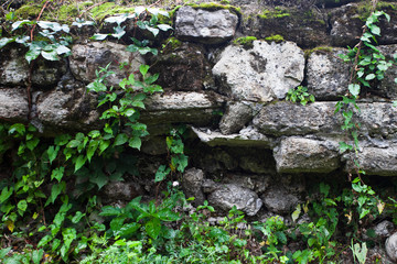 Ancient wall of gray stones entwined with green ivy.