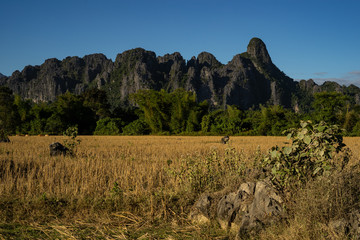Obraz premium Cows on the rice fild with mountains behind.