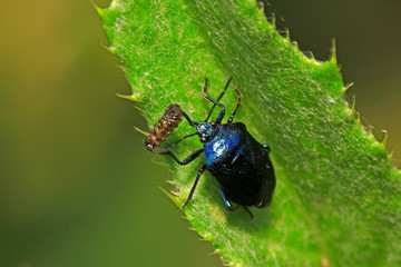 Blue bugs preying on small insects