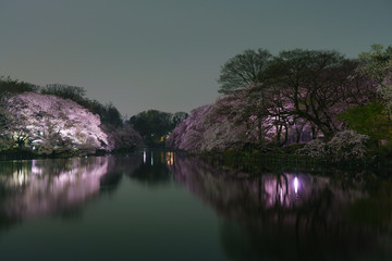 井の頭公園の桜