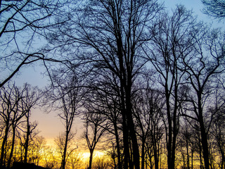 Fototapeta na wymiar winter sunset in the forest