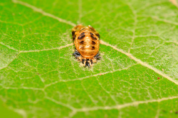 Harmonia axyridis pupa on plant