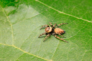 Holoplatys on plant