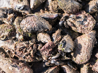 Fresh mussels on flat surface top view