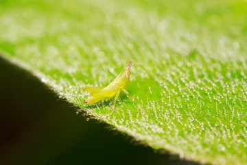 Oxyachinensis nymphs on plant