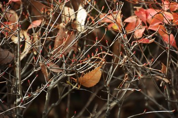 Enkianthus winter buds