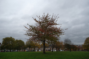 tree in the park