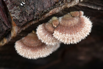 Gillies, Split Gills or Split gill, Schizophyllum commune, is an important medicinal mushroom with antiviral properties