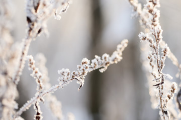 Dry grass covered with snow in the winter forest close up