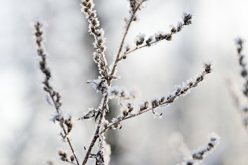 Dry grass covered with snow in the winter forest close up