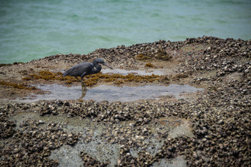 Cormorant by the sea, looking for food