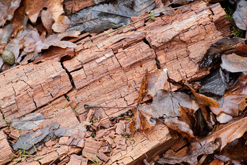 Dry rot or brown rot is a wood-decay fungus, showing a brown discoloration, and cracks into roughly...