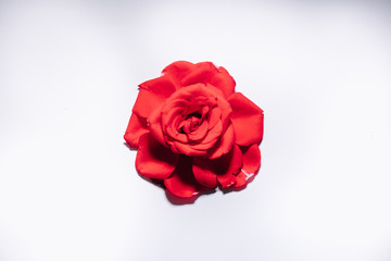 Red rose on white background, isolated