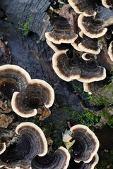 Trametes versicolor, commonly called the Turkey Tail