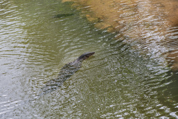 Asian monitor lizard, Varanus salvator swimming in the wild 