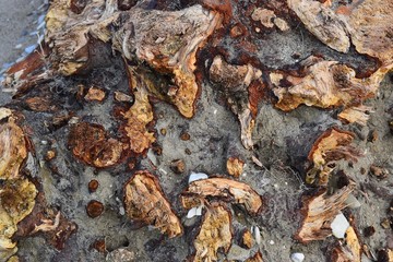 Wood texture of old rotten thick barrel.