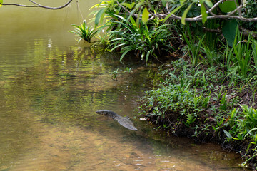Asian monitor lizard, Varanus salvator swimming in the wild 