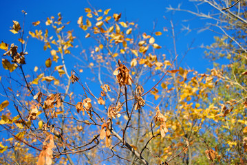 Acer dry samaras on branches, yellow leaves soft blurry bokeh background, blue bright sunny sky
