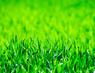 grass texture from a field
