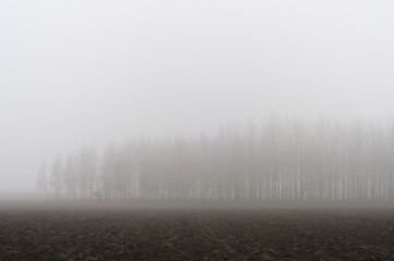 Fototapeta na wymiar Trees on a misty day in the fields.