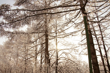 trees in winter