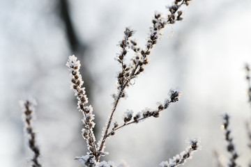 Dry grass covered with snow in the winter forest close up