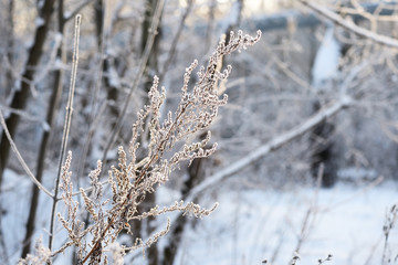 Dry grass covered with snow in the winter forest close up