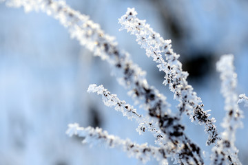 Dry grass covered with snow in the winter forest close up