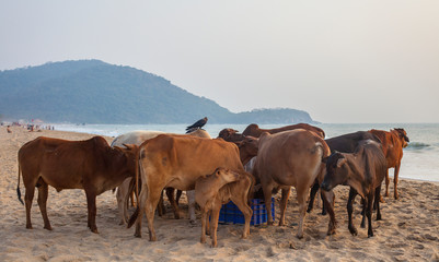 Obraz premium Cows feeding on Agonda Beach.South Goa.India.29-01-2018.