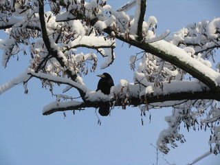 Rook sits on a snowy branch on a sunny winter day