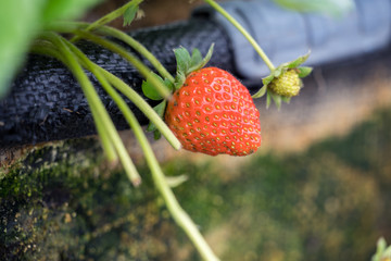 Beautiful and fresh strawberries in the garden, concept of organic farming, close up, macro.