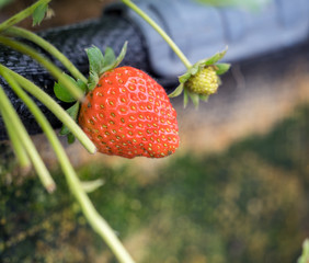Beautiful and fresh strawberries in the garden, concept of organic farming, close up, macro.
