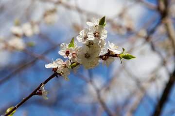 Blossom of apricot tree against blue sky