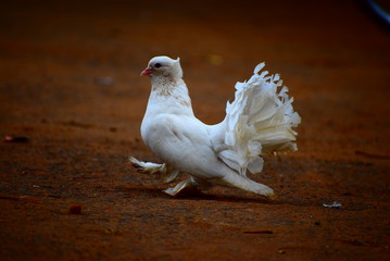 Beautiful white pigeon walking in street.