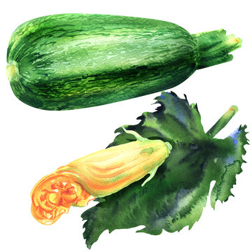 Whole fresh raw zucchini with yellow edible flower and leaf, courgette with blossom, object isolated, hand drawn watercolor illustration on white background