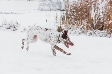 Happy white-brown dog in collar running on snowy field in winter forest