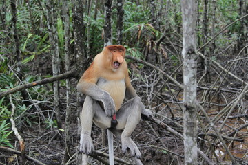 Fototapeta premium probosсis