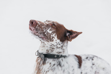 Happy white-brown dog in collar on snowy field in winter forest