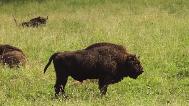 Bison stands on green field and chews grass