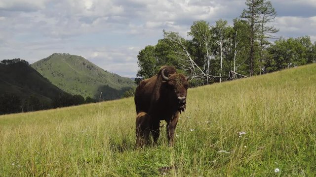 Family of bison pastures on green field