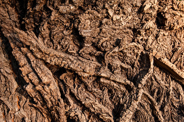 Bark texture.