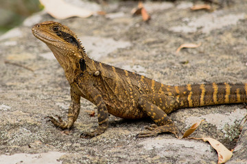 Lizard at Wattamolla, Royal National Park