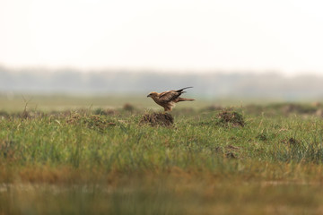 Brahminy kite (Haliastur indus) taking off at Manglajodi, India