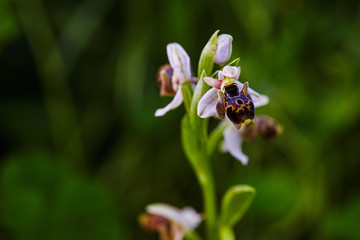 Wild rare bee orchid blooming in mediterranean area at spring