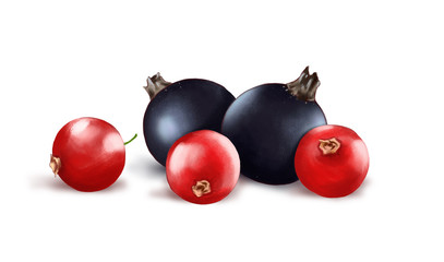 Hand drawn watercolor illustration of the food: ripe tasty red and black currant isolated on the white background